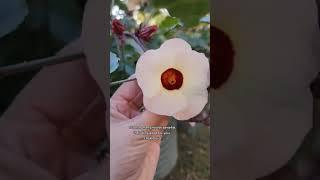 Benefits of Hibiscus sabdariffa.  AKA Roselle, Sorrel & Jamaica