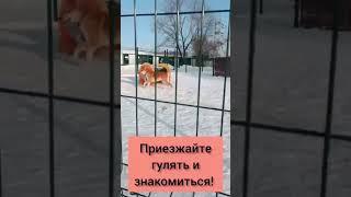 Фунтик и Лесли необыкновенные собачки в поиске дома