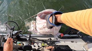 Golly Whopper Catfish Buries Rod