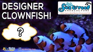 Rare and Expensive Clownfish Unboxing From Sea & Reef Aquaculture!