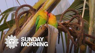 Nature: Lovebirds in Tanzania