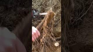 DIY Quickest Way to Remove Pesky Tree Roots From Retaining Wall Prep Excavation