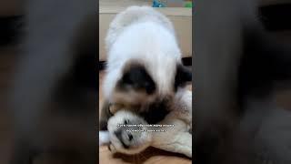 Никогда не поднимай взрослую кошку за шкирку!