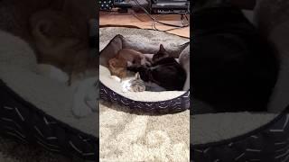 OLD CAT vs. NEW KITTENS