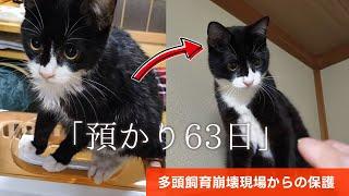 【緊急保護猫】預かり63日 最後のお世話   A record of the growth of a rescued cat