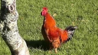 Rooster nonstop crowing sounds alarm clock in the early morning !