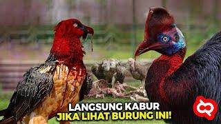 HATI²! Inilah Burung Predator Paling Ganas dan Mematikan yang Sering Berkeliaran Mencari Mangsa