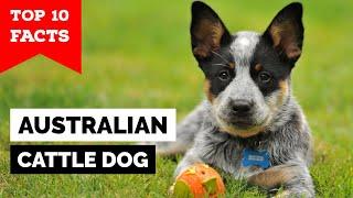 Australian Cattle Dog - Top 10 Facts