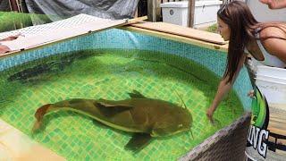 Girl Feeds MASSIVE Aquarium Fish In My MEGA Pond!!