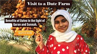 Dates fruit | Dates palm | Dates in Quran and Hadith | Dates Benefits | Dates Farm | Stages of dates