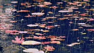 Relaxing Raindrops on Koi Pond | Rain Noise and Water Sounds for Sleep