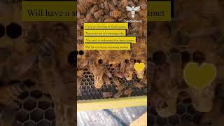 If you're choosing to breed queens that come out of swarming cells, you need to understand that..
