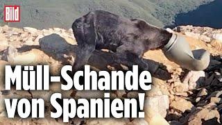 Herzzerreißende Bilder: Braunbär steckt tagelang in Plastik-Falle | Spanien