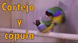 CORTEJO DEL DIAMANTE DE GOULD  Precioso baile nupcial