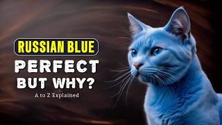 What I Wish I Knew Before Getting a Russian Blue Cat