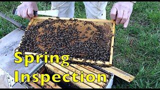 Spring Hive Inspection