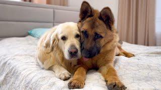 How the Golden Retriever and the German Shepherd Became Best Friends [Compilation]