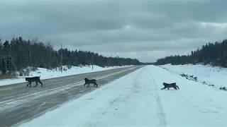 Lynx Litter Cross Road in Northern Manitoba