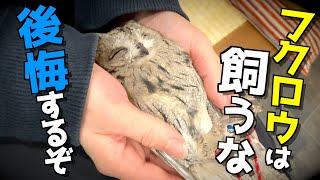 フクロウを飼う前に、知らないと後悔すること11選