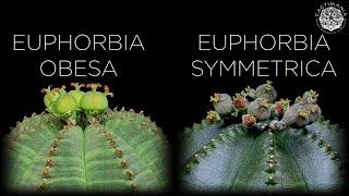 #Euphorbia Pollination Teaser Video | Obesa & Symmetrica | #Cactus & #Succulents