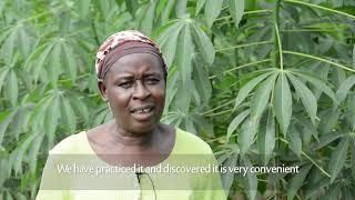 Farmers' responses to Six Steps to Cassava Weed Management and Best Planting Practices