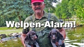 Jagdhunde - Welpen-Alarm ! - Deutsch Drahthaar