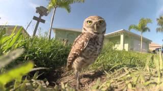 Florida Burrowing Owls (7D & GoPro Hero 3)