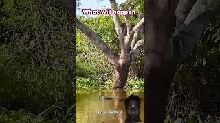 jaguar vs crocodile real #nature #wildlife #animals #viralshort #crocodile #youtubeshorts #trending