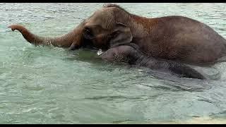 Elephants Cooling off in the Elephant Trek Pool - Cincinnati Zoo