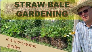 Extending the season with STRAW BALE GARDENING