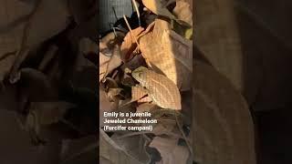 I found Emily the Jeweled Chameleon!