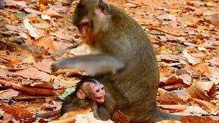 Sadness Alba Poor baby, Mother monkey hit baby monkey Alba for stop milk , Alba is so small