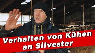 Kühe an Silvester: Verhaltens-Check bei Raketen und Böllern! - My KuhTube Film 619