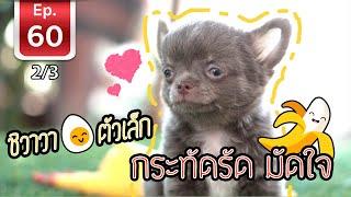 Chihuahua ชิวาวา ตัวเล็ก กะทัดรัด มัดใจ - เพื่อนรักสัตว์เอ้ย EP 60 [2/3]