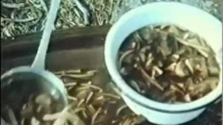 Карелия 1995 Кемь Соловки автор Анатолий Гаель