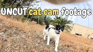 Real Glimpse Into The Lives Of Hunting Cats - Uncut Footage - Cats with Camera