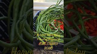 TODAYS HARVEST. #shortvideo #garden #vegetables