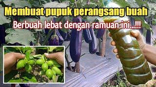 Cara membuat pupuk perangsang buah agar buah lebat dan berkualitas