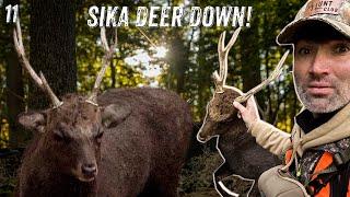 Hunting the SIKA deer RUT… SPOOKIEST hunt of the year!!