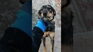 Winter in the dog shelter is hard. Приют Геленджик зоогеледжик
