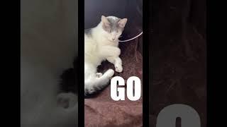 cat after charging #catreaction #viral #jump