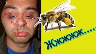 Пчелы-это жесть! Топ приколы с животными 2016 Приколы с пчелами | Top 10