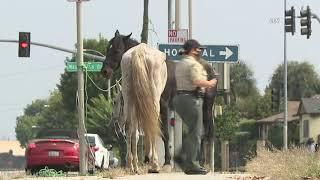 Horses Play Hide and Seek in Whittier / Whittier CA 9.1.20