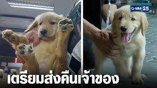 เตรียมส่ง "ลูกหมาโกลเด้น" พลัดหลงคืนเจ้าของ | เจาะข่าวค่ำ | GMM25