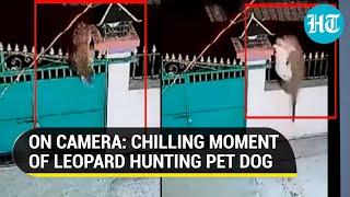 Viral video | Watch: Leopard jumps over a gate, grabs pet dog by its neck and escapes