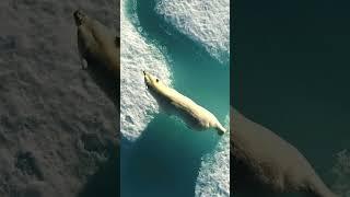 Polar Bears of Baffin Island