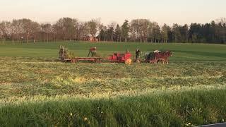 Amish making hay in Lancaster County, PA