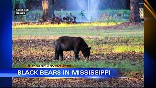 Outdoor Adventures with Chelsea: Wildlife expert explains black bear presence in Mississippi