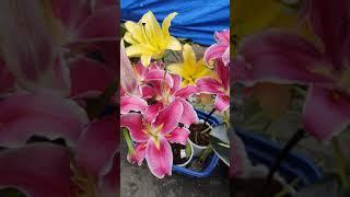 LILIUM and YELLOW STARGAZER, Is it REAL or NOT