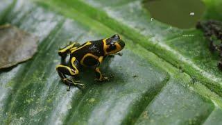 Top 5 Most Dangerous Animals in the Amazon Rainforest